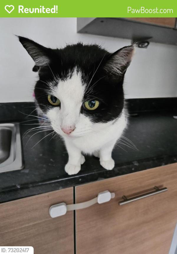 Reunited Female Cat last seen Freer Crescent, High Wycombe, Buckinghamshire, England 