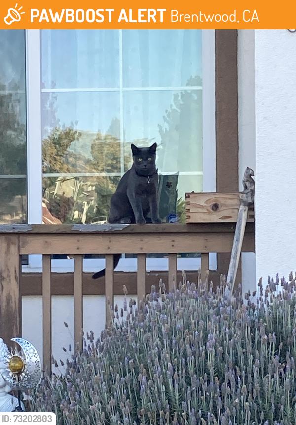 Found/Stray Unknown Cat last seen Lone tree way Brentwood 94513, Brentwood, CA 94561