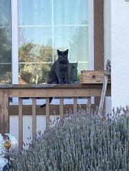 Found/Stray Unknown Cat last seen Lone tree way Brentwood 94513, Brentwood, CA 94561