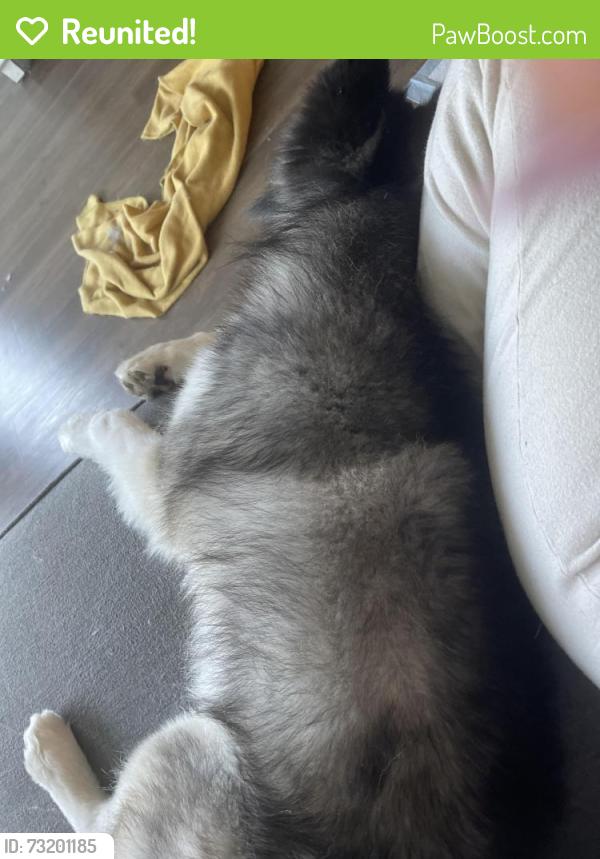 Reunited Male Dog last seen On Louisburg and fox road, 27616, Raleigh, NC 27601