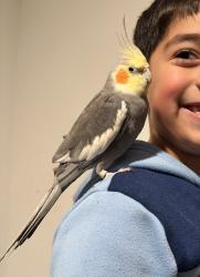 Lost Male Bird last seen Firerock rd and Pueblo bonito, Fort Worth, TX 76052