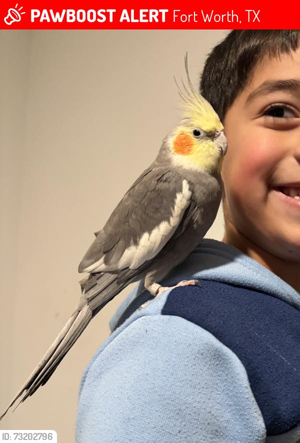 Lost Male Bird last seen Firerock rd and Pueblo bonito, Fort Worth, TX 76052