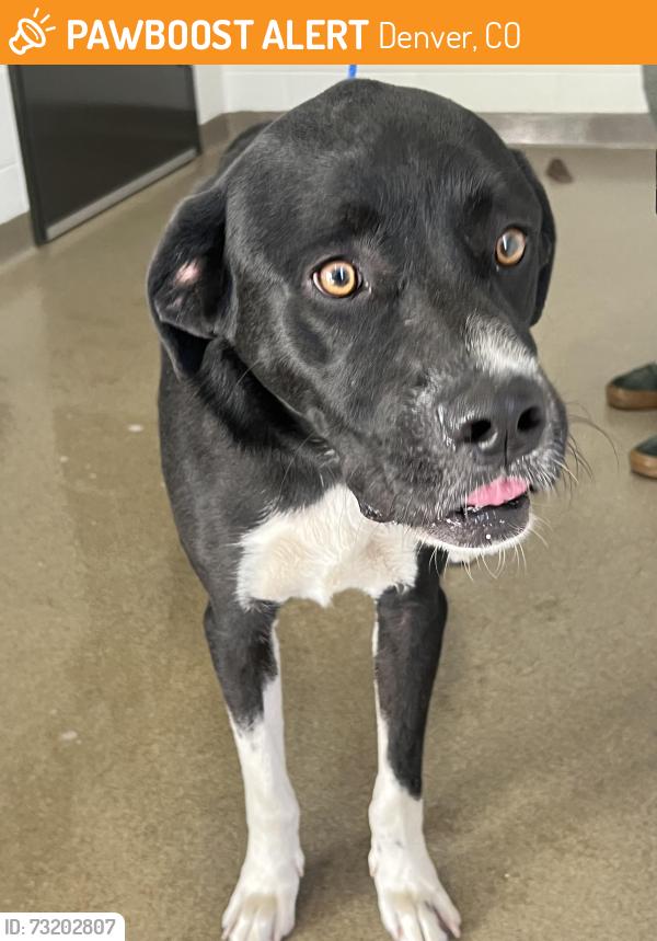 Found/Stray Male Dog last seen Montclair Park, Denver, CO 80220