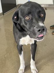 Found/Stray Male Dog last seen Montclair Park, Denver, CO 80220