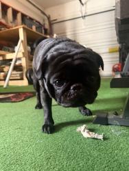 Reunited Male Dog last seen Castleton neighborhood near Tower Bridge Loop and Kingsland Lane, Virginia Beach, VA 23456