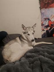 Reunited Female Dog last seen Lowell and quincy, Englewood, CO 80110