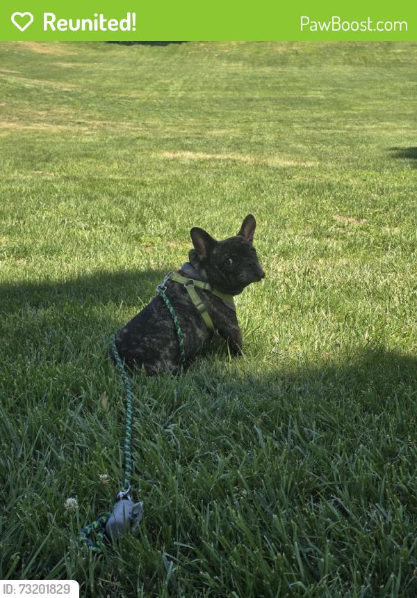 Reunited Male Dog last seen Dr's hosp manteca, Manteca, CA 95336