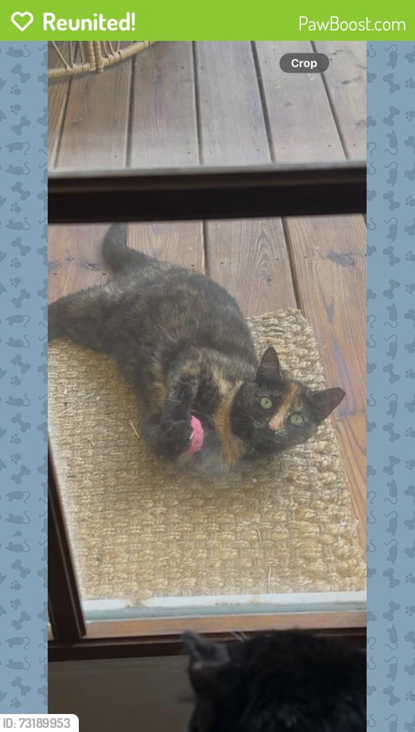 Reunited Female Cat last seen Mire Branch ests, Harnett County, NC 28326