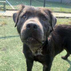 Shelter Stray Female Dog last seen , 2350 Appling City Cove, Memphis, TN 38133, USA