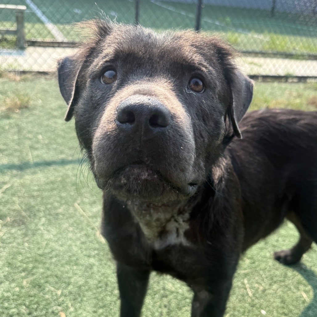 Shelter Stray Female Dog last seen , 2350 Appling City Cove, Memphis, TN 38133, USA