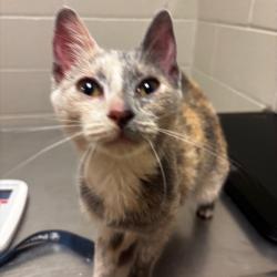 Shelter Stray Female Cat last seen , 54687 Co Rd 19, Bristol, IN 46507, USA