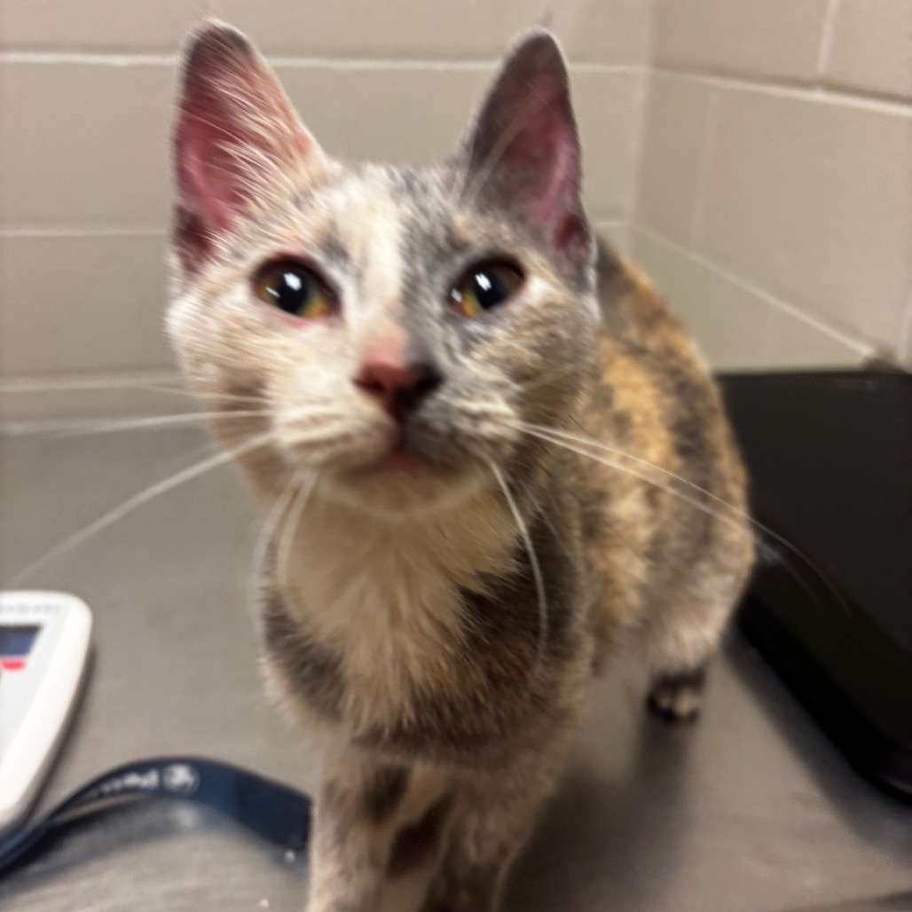 Shelter Stray Female Cat last seen , 54687 Co Rd 19, Bristol, IN 46507, USA