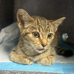 Shelter Stray Male Cat last seen , 328 Furman Hall Rd, Greenville, SC 29609, USA