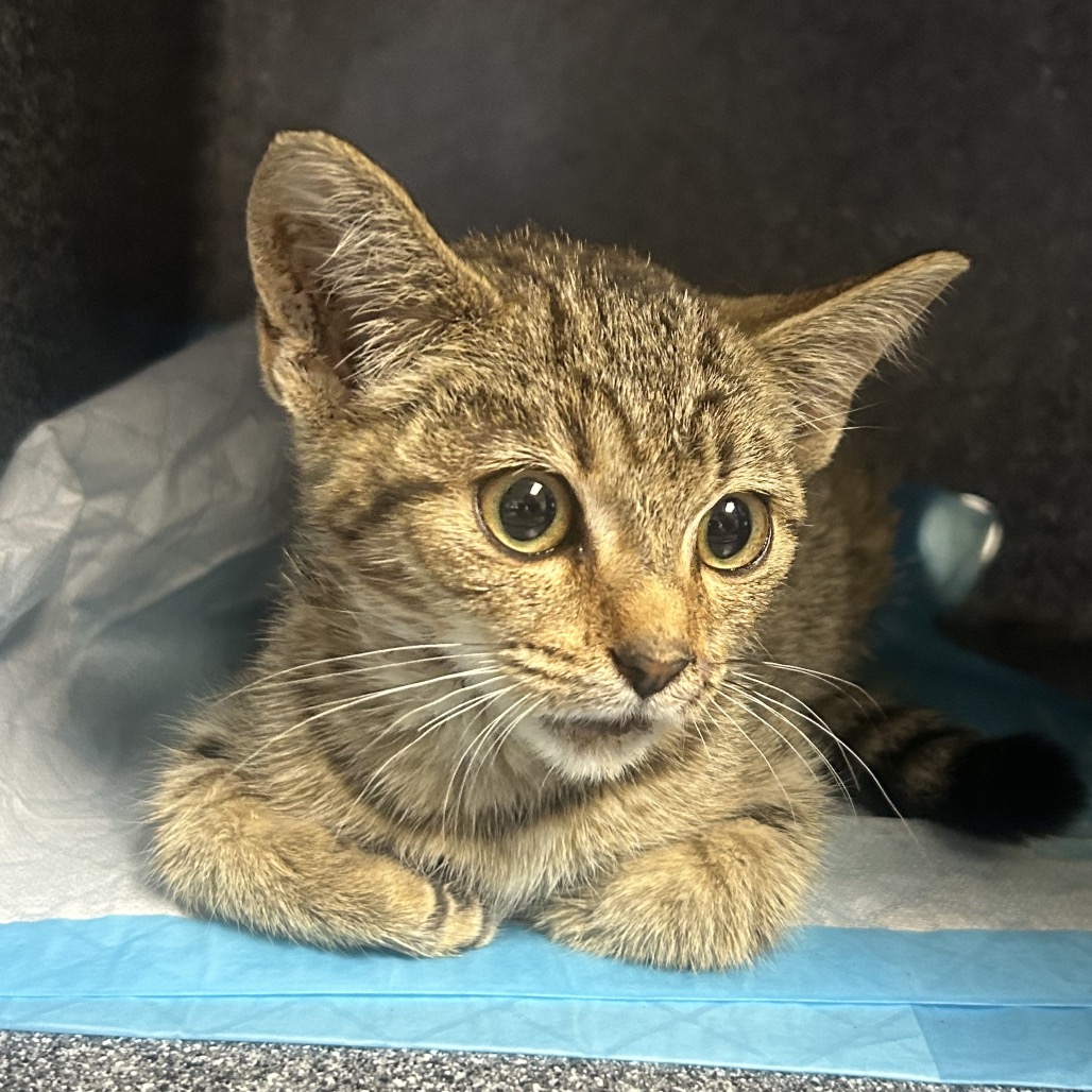 Shelter Stray Male Cat last seen , 328 Furman Hall Rd, Greenville, SC 29609, USA