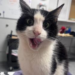 Shelter Stray Male Cat last seen , 328 Furman Hall Rd, Greenville, SC 29609, USA