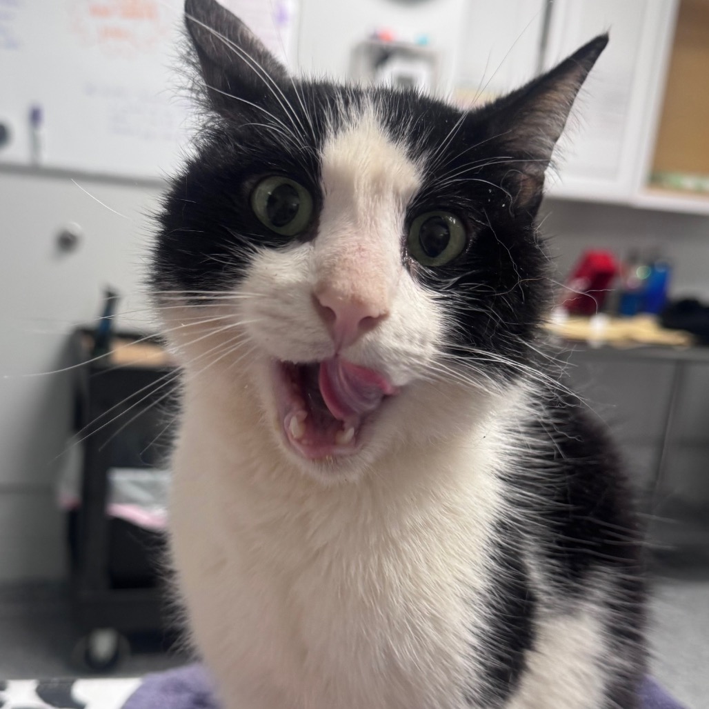 Shelter Stray Male Cat last seen , 328 Furman Hall Rd, Greenville, SC 29609, USA