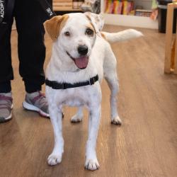 Shelter Stray Female Dog last seen , 361 S Raymond Ave, Pasadena, CA 91105, USA