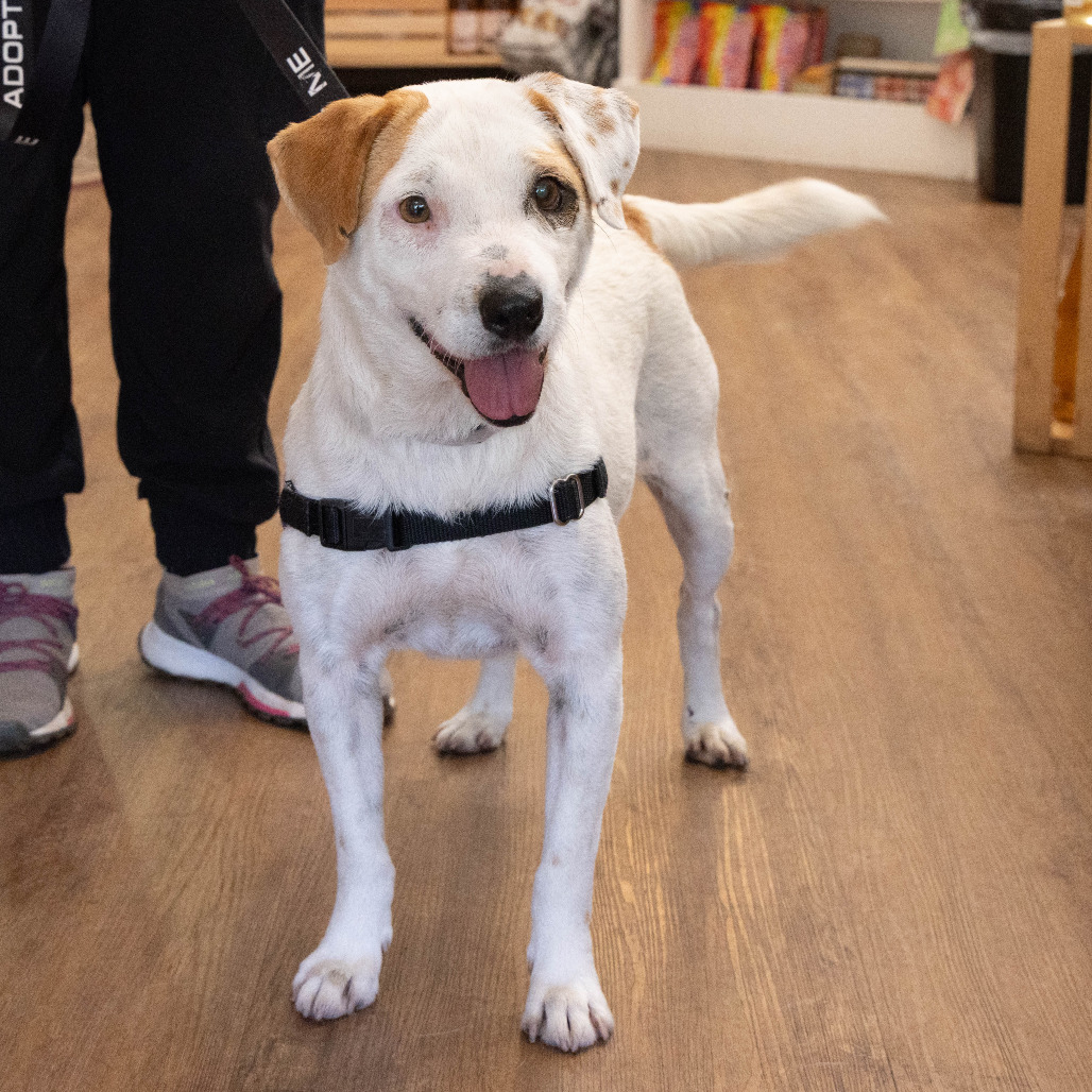 Shelter Stray Female Dog last seen , 361 S Raymond Ave, Pasadena, CA 91105, USA