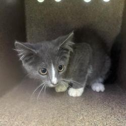 Shelter Stray Male Cat last seen , 980 Guilford College Rd, Greensboro, NC 27409, USA