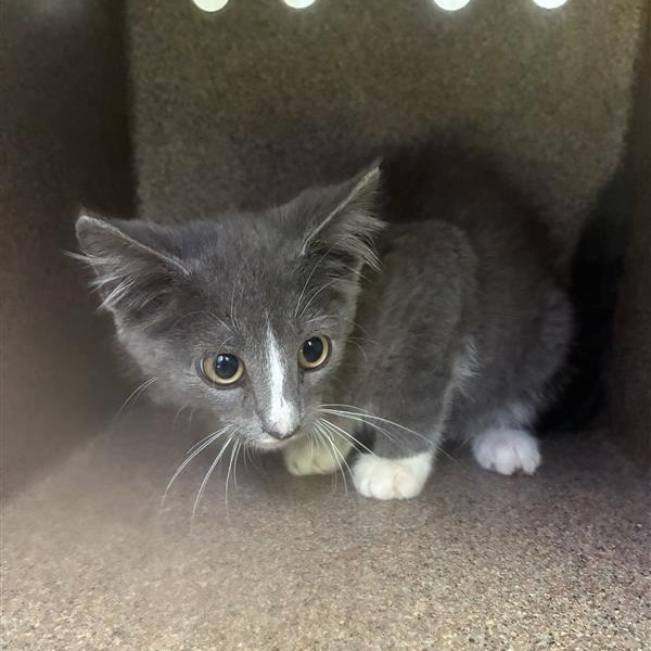 Shelter Stray Male Cat last seen , 980 Guilford College Rd, Greensboro, NC 27409, USA