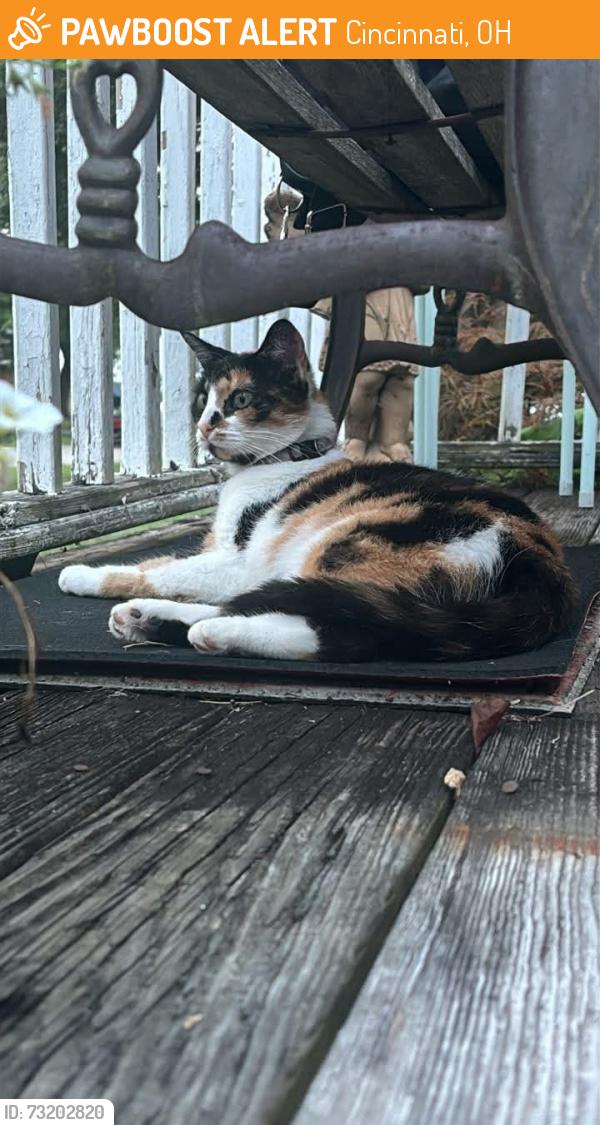 Found/Stray Female Cat last seen northwest high school, Cincinnati, OH 45251