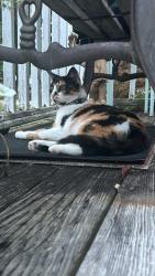 Found/Stray Female Cat last seen northwest high school, Cincinnati, OH 45251