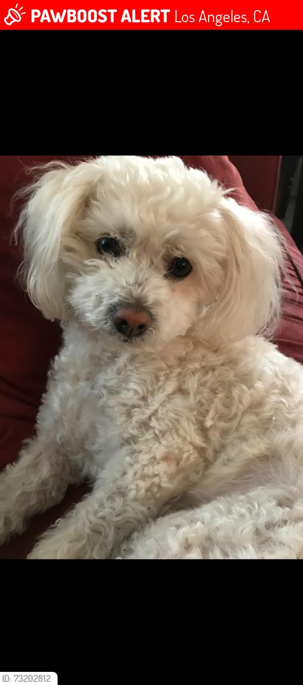 Lost Female Dog last seen Santa teresita Church, Los Angeles, CA 90033