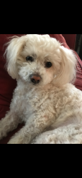 Lost Female Dog last seen Santa teresita Church, Los Angeles, CA 90033
