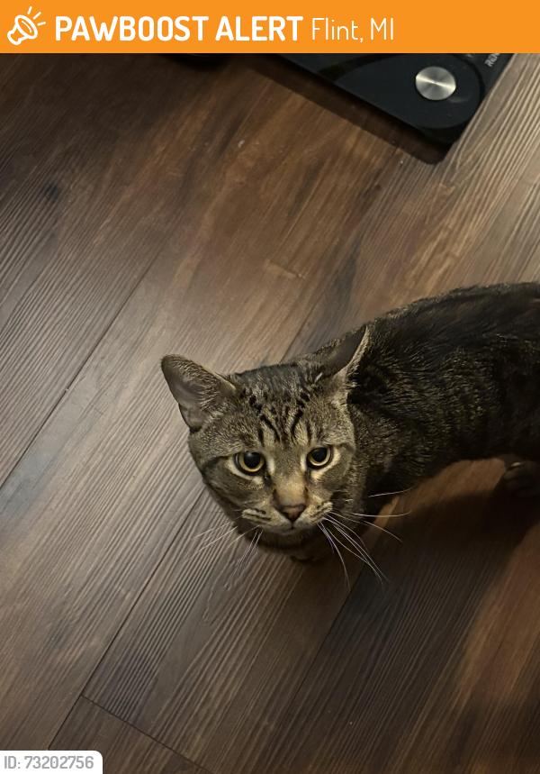 Found/Stray Male Cat last seen Circle Drive between Leta Ave and Dell Ave, Flint, MI 48507