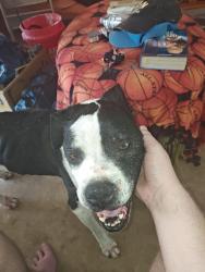 Found/Stray Female Dog last seen Lindsey and 24th, Norman, OK 73071