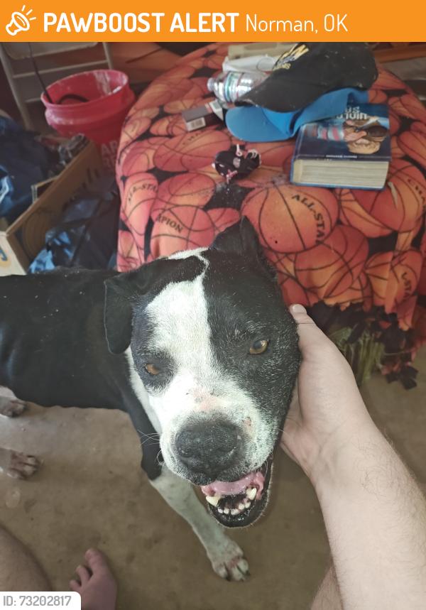 Found/Stray Female Dog last seen Lindsey and 24th, Norman, OK 73071