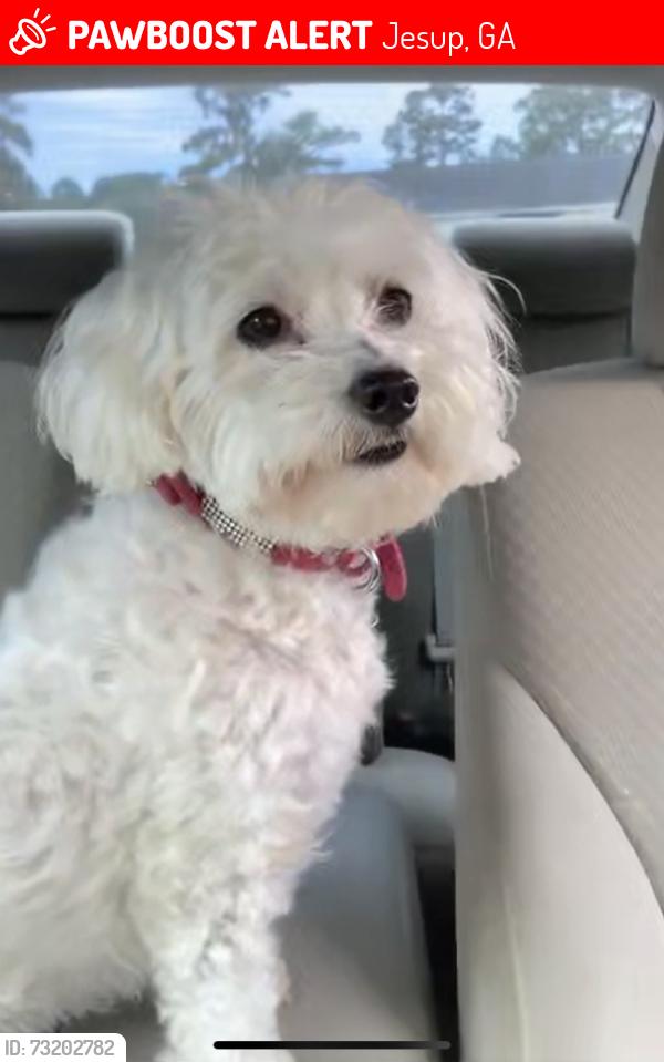 Lost Female Dog last seen Near Dallas Rd Jesup, GA 31545 United States, Jesup, GA 31545