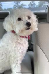 Lost Female Dog last seen Near Dallas Rd Jesup, GA 31545 United States, Jesup, GA 31545