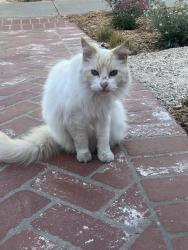 Reunited Unknown Cat last seen 31st and Chestnut Ave, Long Beach, CA 90806
