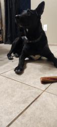 Reunited Male Dog last seen Ash St. And C Ave (Hesperia), Hesperia, CA 92345