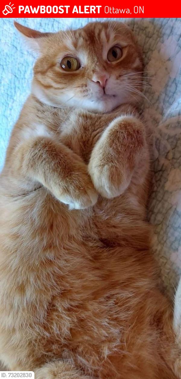 Lost Female Cat last seen Heatherington Rd, Ottawa, ON 