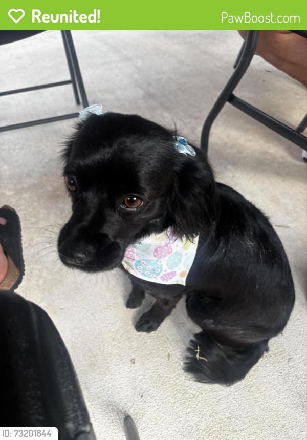 Reunited Female Dog last seen Hobbs Rd, Mary Ln, or Patagonia St, Dickinson, TX 77539