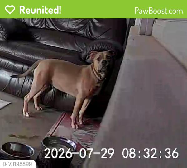 Reunited Female Dog last seen Encino St and Saticoy St, Lake Balboa, CA, Los Angeles, CA 91316