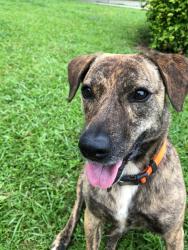 Lost Female Dog last seen Hwy 16 & north hunter st, Senoia, GA 30276