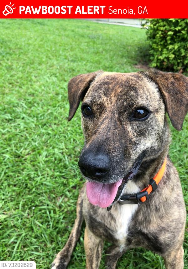 Lost Female Dog last seen Hwy 16 & north hunter st, Senoia, GA 30276