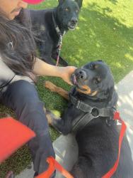 Reunited Male Dog last seen Keller Ave, Riverside, CA 92505