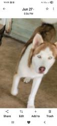 Reunited Male Dog last seen South Flores, San Antonio, TX 78221