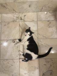 Lost Male Cat last seen Judd Hill and Amity Rd, Bethany, CT 06524