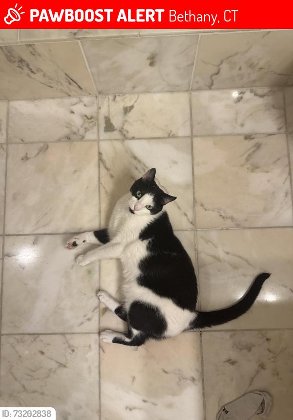 Lost Male Cat last seen Judd Hill and Amity Rd, Bethany, CT 06524