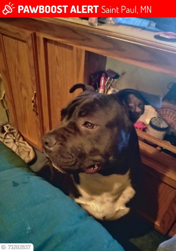 Lost Male Dog last seen Arlington and Westminster, Saint Paul, MN 55130