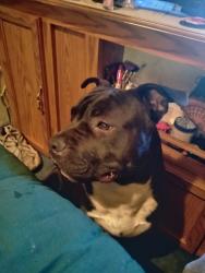 Lost Male Dog last seen Arlington and Westminster, Saint Paul, MN 55130