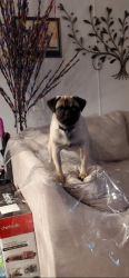 Lost Male Dog last seen Tally, San Antonio, TX 78253