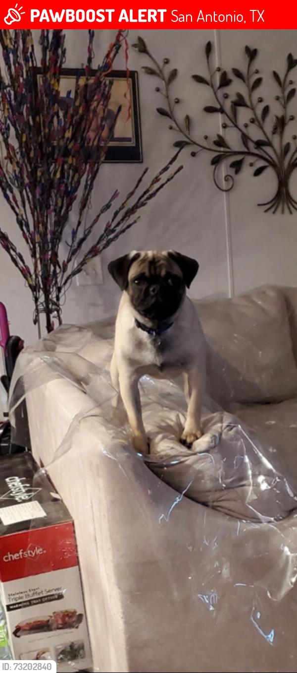 Lost Male Dog last seen Tally, San Antonio, TX 78253