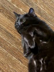 Lost Male Cat last seen Lawterdale Circle 1 and Lawterdale Road, Asheville, NC 28804