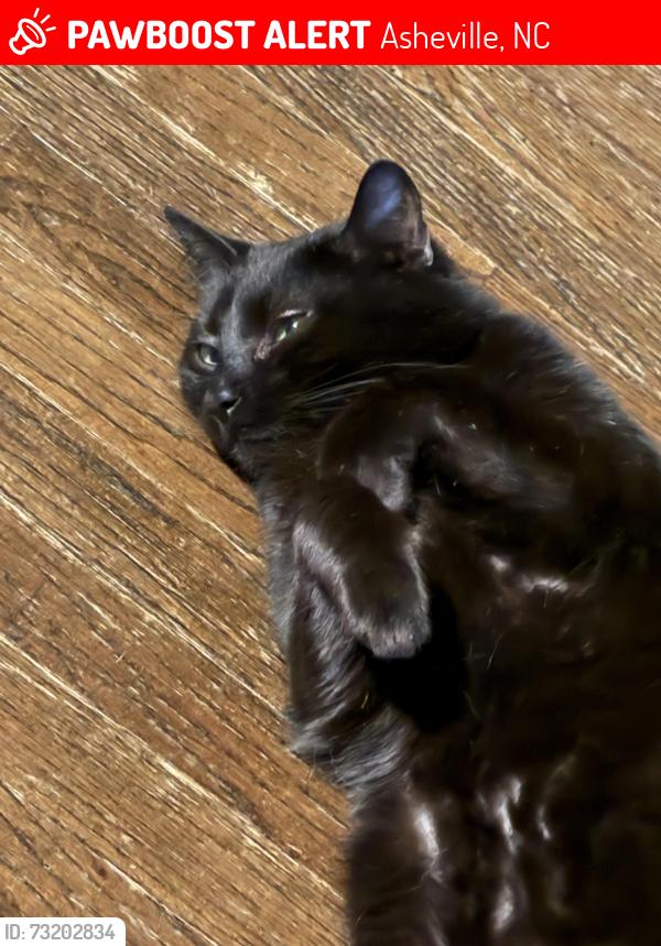 Lost Male Cat last seen Lawterdale Circle 1 and Lawterdale Road, Asheville, NC 28804